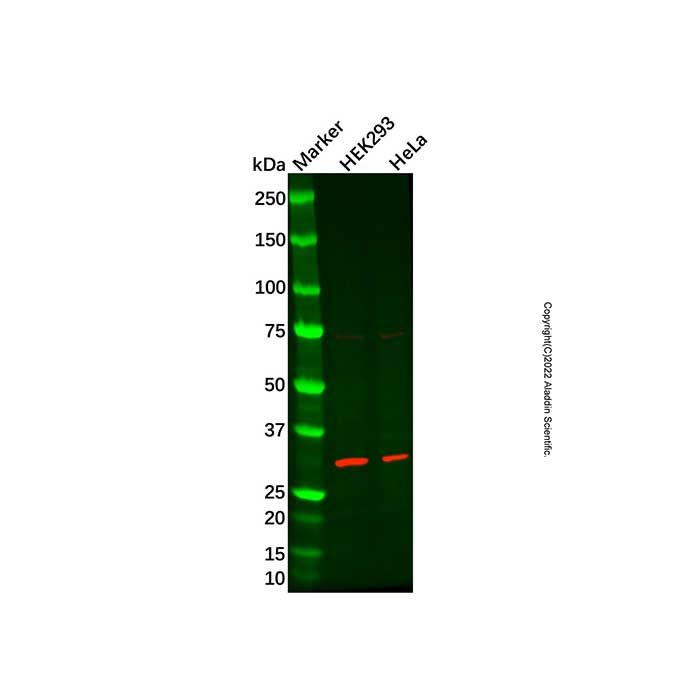 SIX2 Antibody