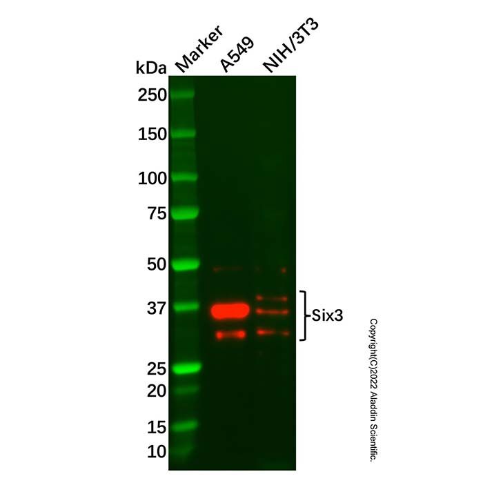 Six3 Antibody