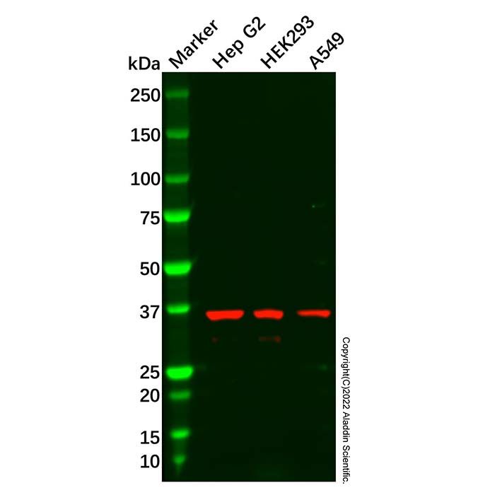 SLC10A1/NTCP1 Antibody