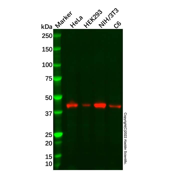 SLC14A1/UTE Antibody