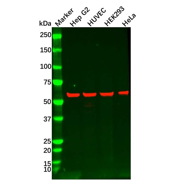 Recombinant Smad1 Antibody