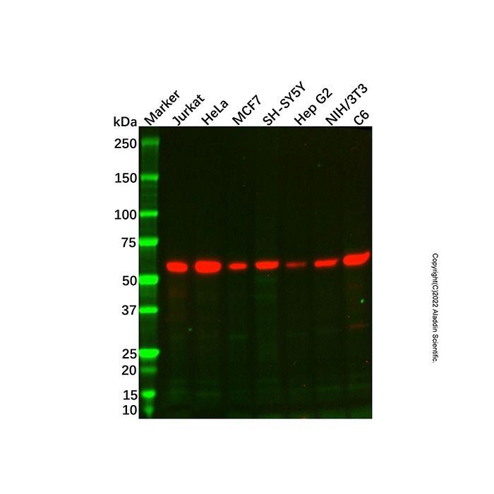 Recombinant Smad2 Antibody