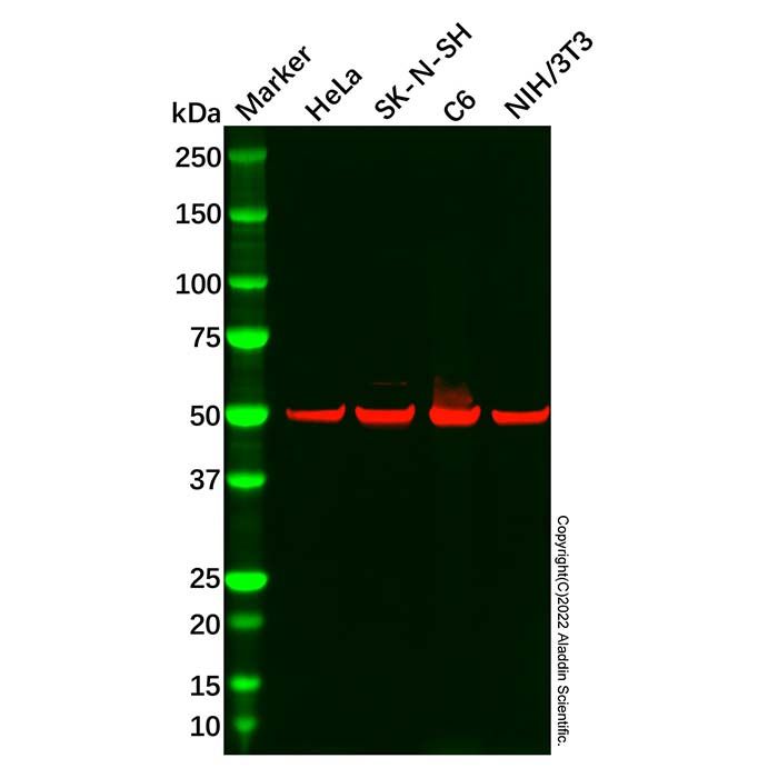 SMAD5 Mouse mAb