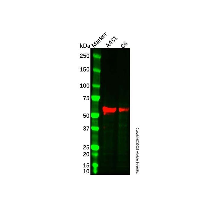 SMAD6 Antibody