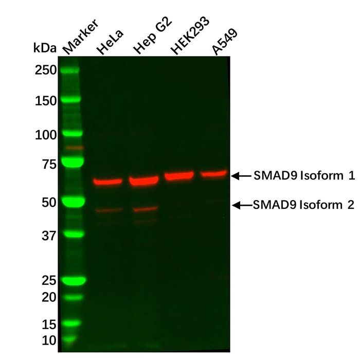 SMAD9 Antibody