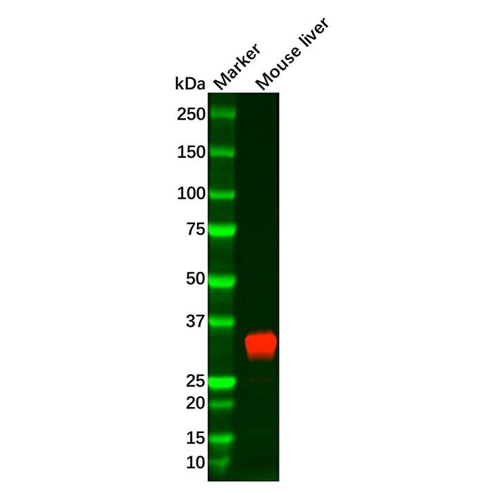 SMP30 Antibody