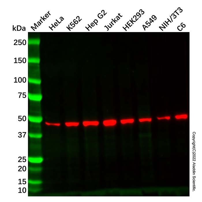 Recombinant SNX5 Antibody
