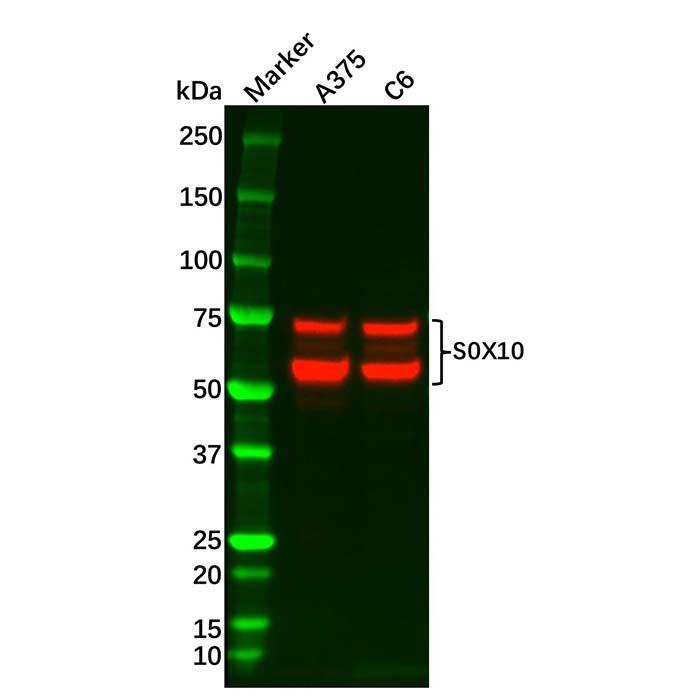 Recombinant SOX10 Antibody