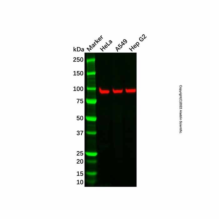 SOX5 Antibody