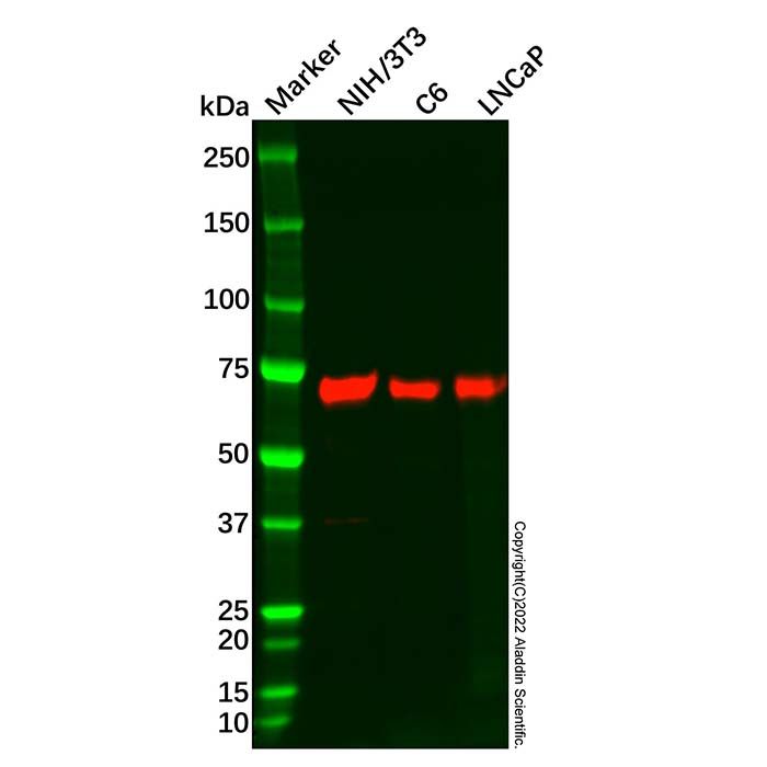 Recombinant SOX9 Antibody