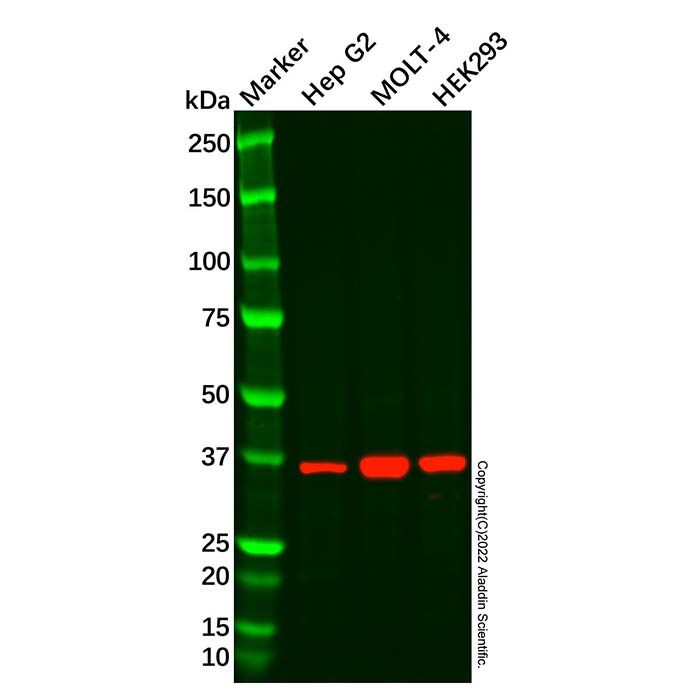 Sprouty 1/Spry-1 Antibody