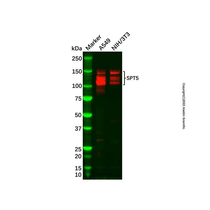 Recombinant SPT5 Antibody