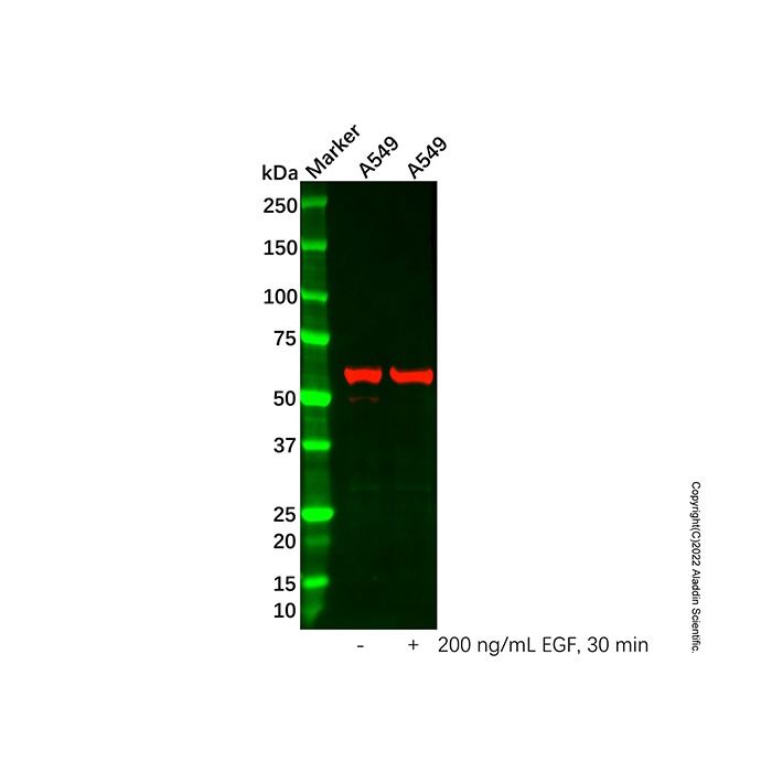 Src (phospho Y529) Antibody
