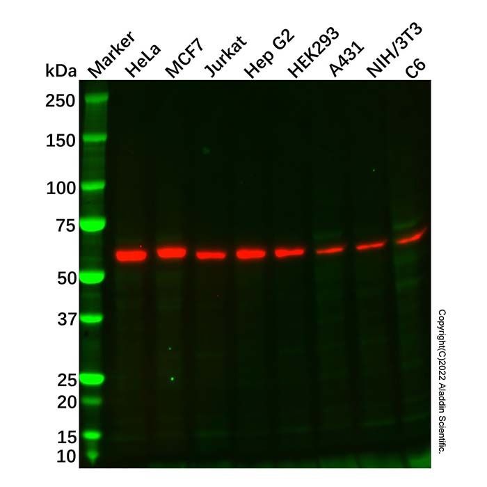 Recombinant Src Antibody