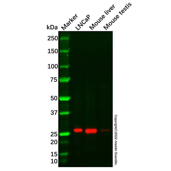 Recombinant SRD5A2 Antibody