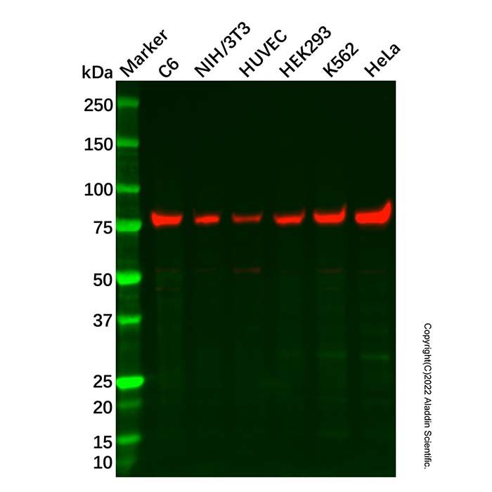 Recombinant SRP72 Antibody