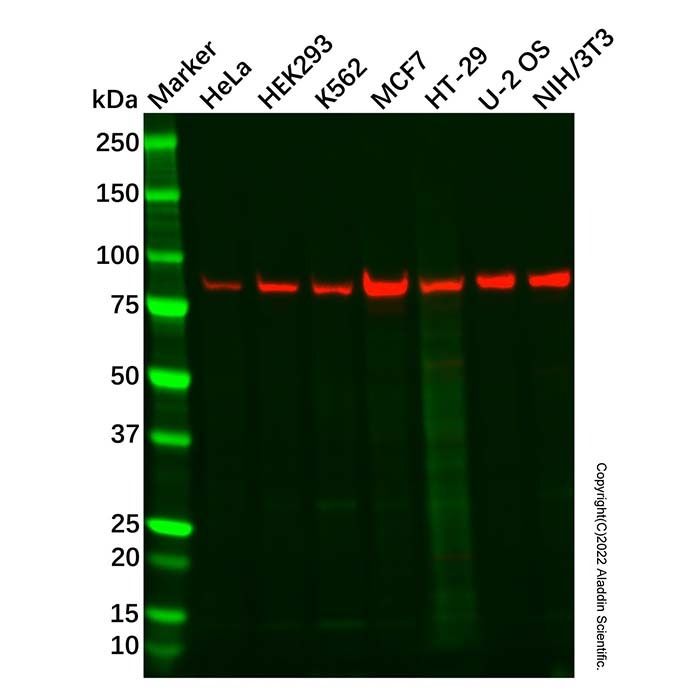 Recombinant STAT1 Antibody