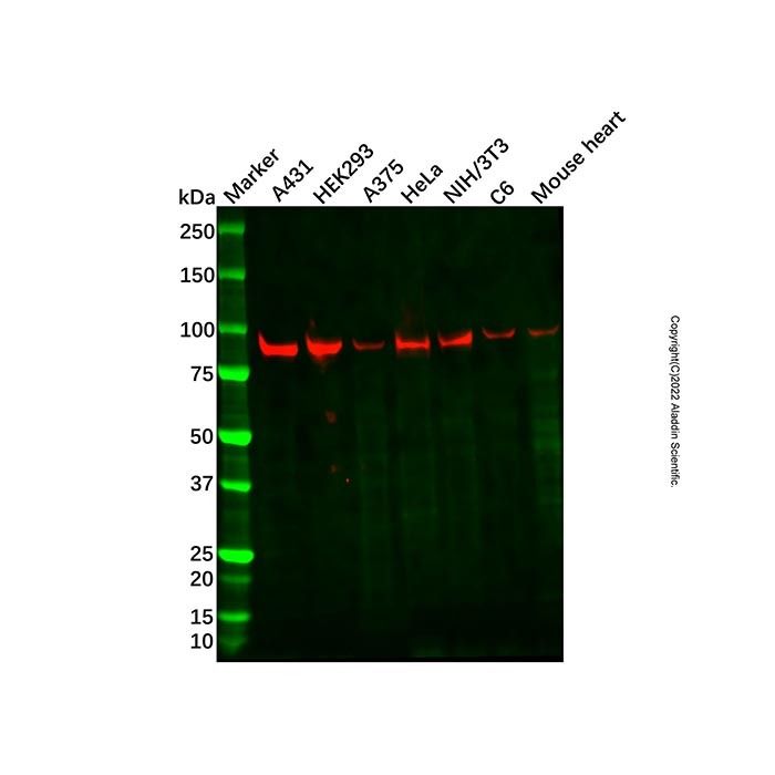 Recombinant STAT3 Antibody
