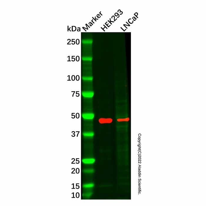 STEAP2 Antibody