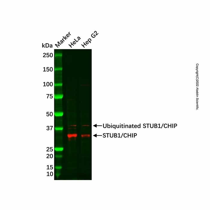 Recombinant STUB1/CHIP Antibody