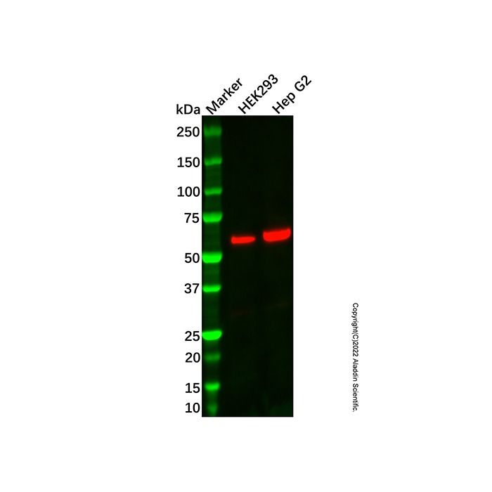 Recombinant Sulfite oxidase Antibody