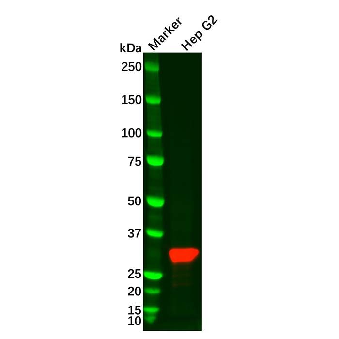 Recombinant SULT2A1 Antibody