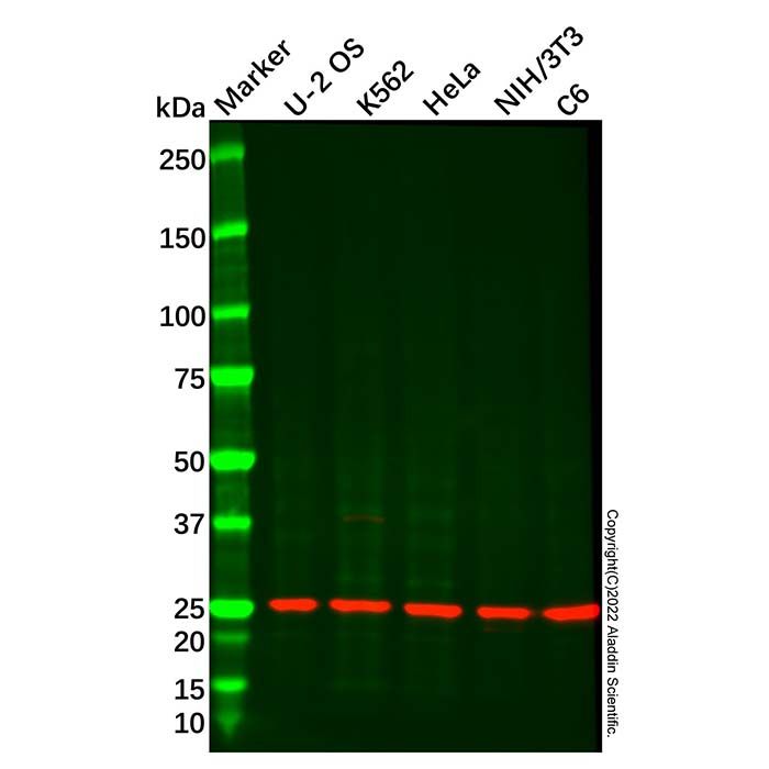 SYBL1/VAMP-7 Antibody