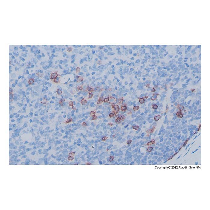 Recombinant Syndecan-1 Antibody