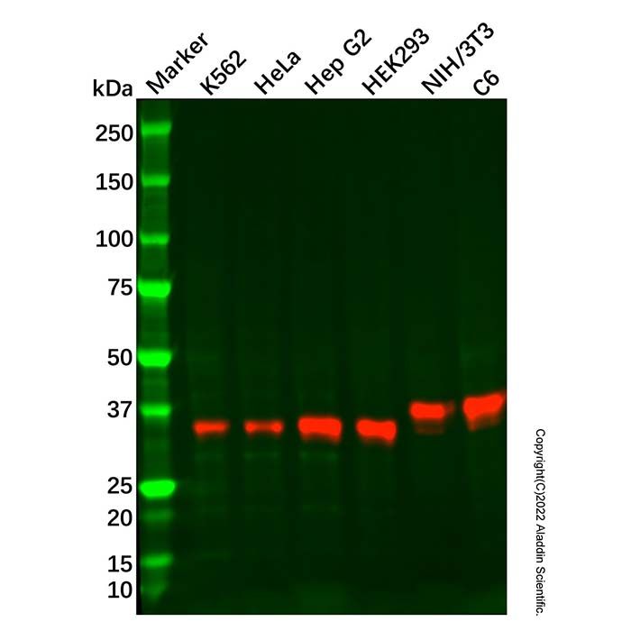 Recombinant Syntaxin 16 Antibody