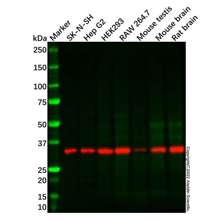 Recombinant Syntaxin 3 Antibody