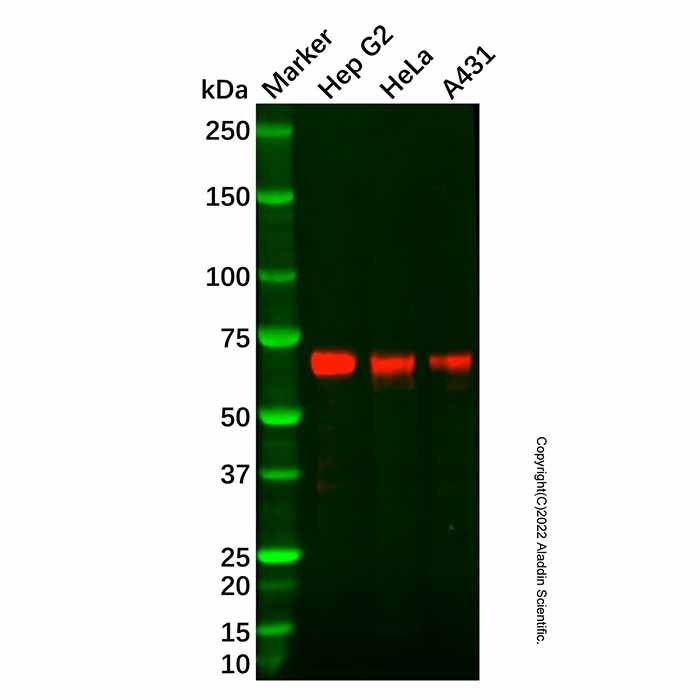 Recombinant SYVN1/HRD1 Antibody