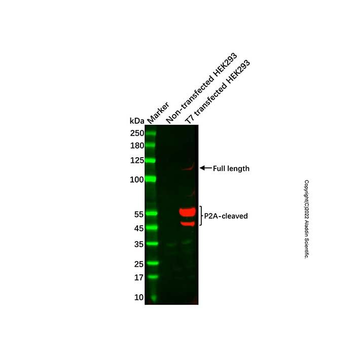 T7 tag Mouse mAb