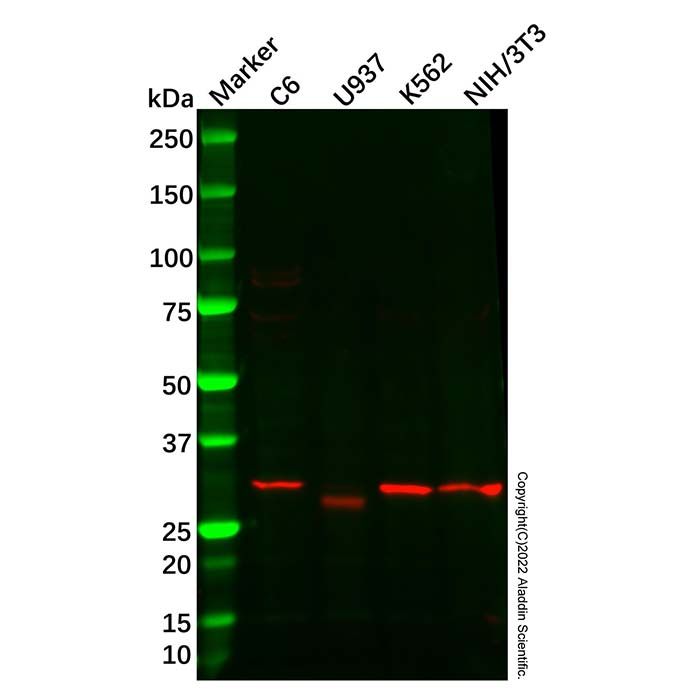 TACI Antibody