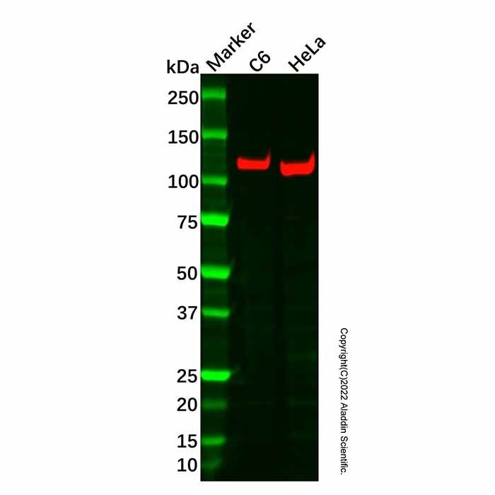 Recombinant Tat-SF1 Antibody