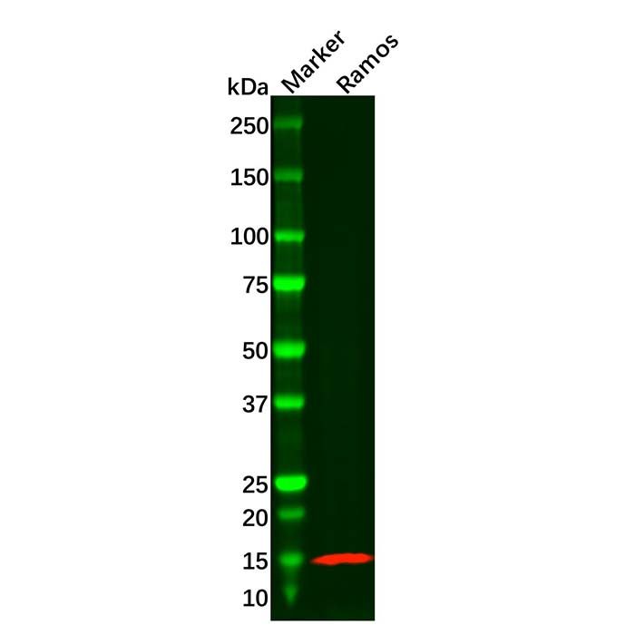 Recombinant Tcl1 Antibody