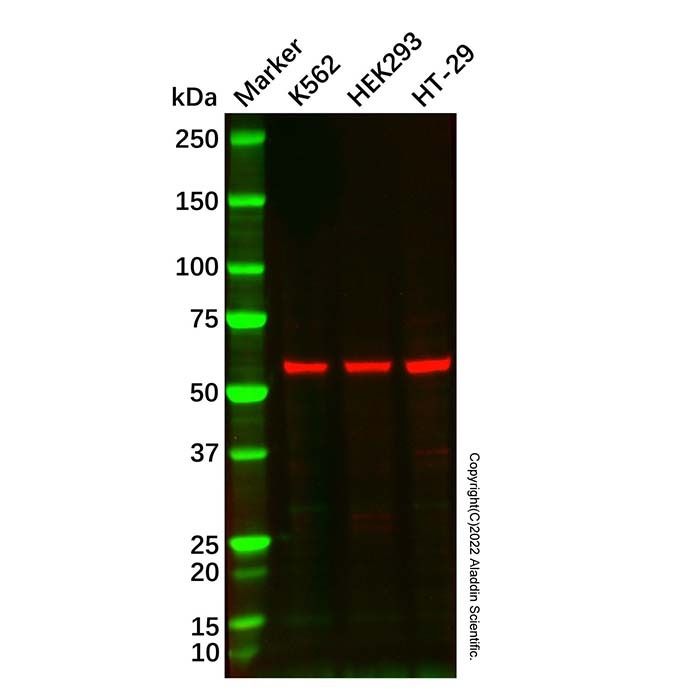 TCP1 eta Antibody