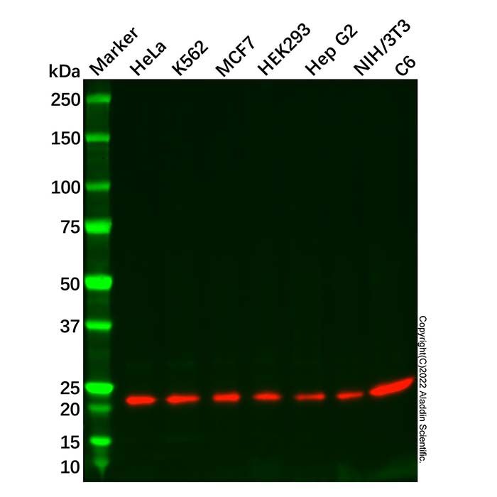 Recombinant TCTP Antibody