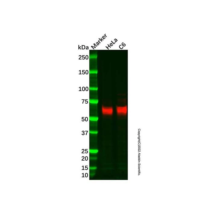 Recombinant TFE3 Antibody