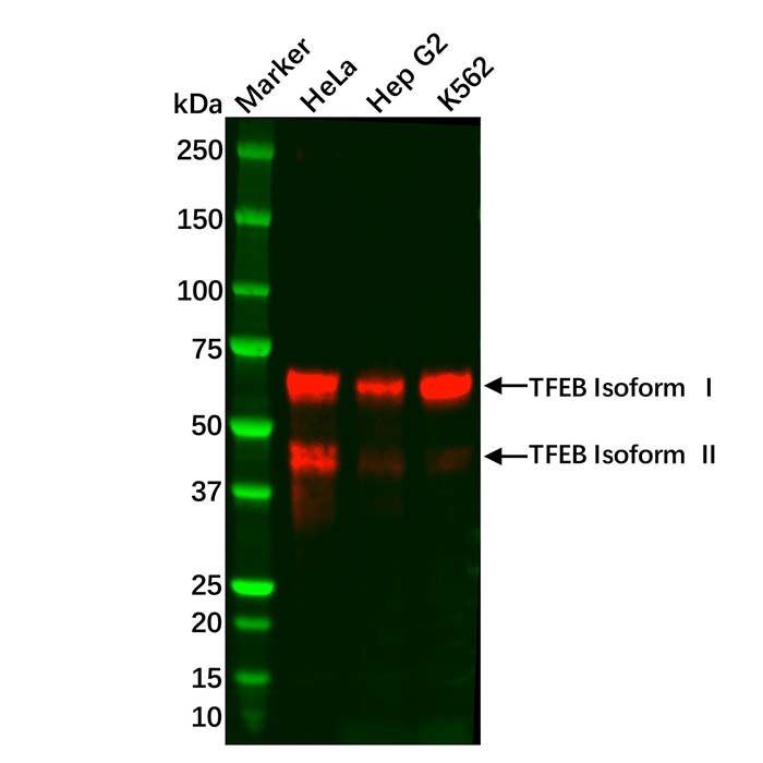 Recombinant TFEB Antibody