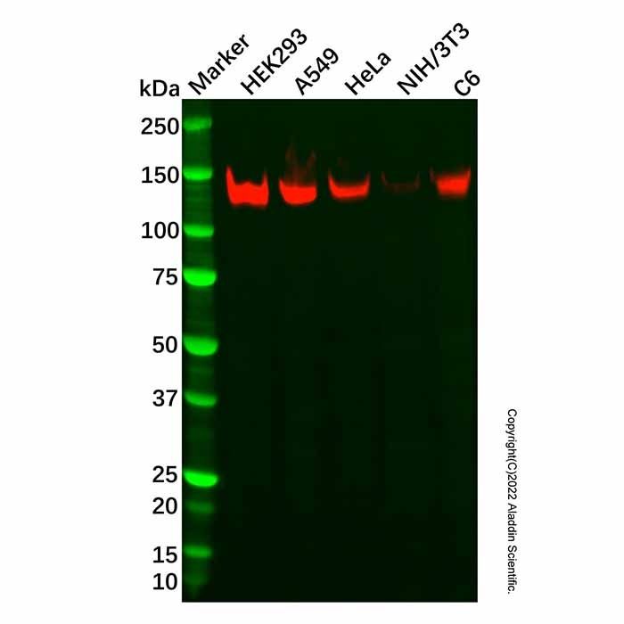 Recombinant TFII I Antibody