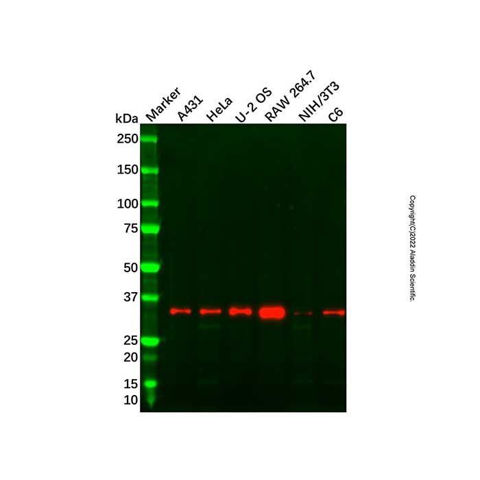Recombinant TFIIB Antibody