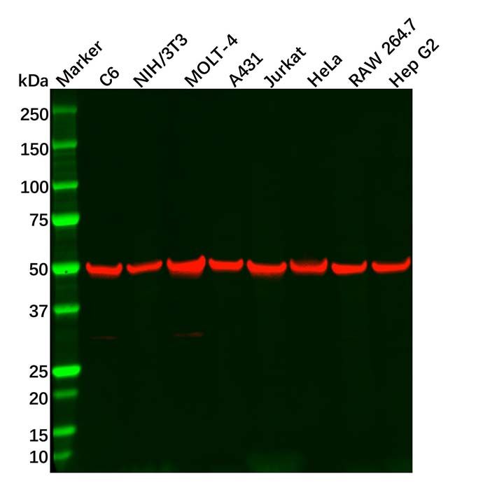 TGF beta Receptor I Antibody
