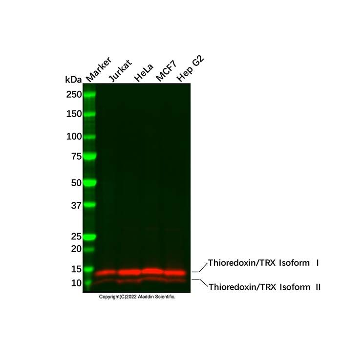 Recombinant Thioredoxin/TRX Antibody