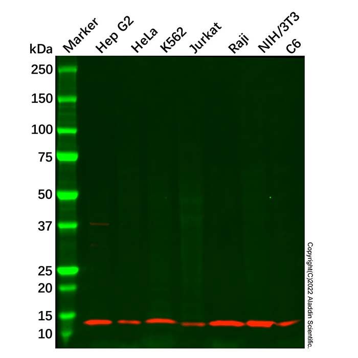 Thioredoxin 2 Antibody