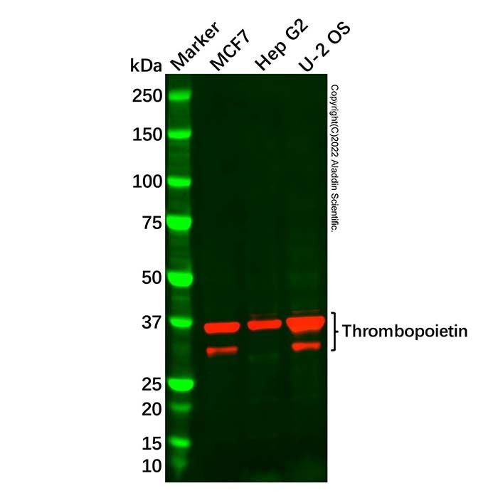 Thrombopoietin Antibody