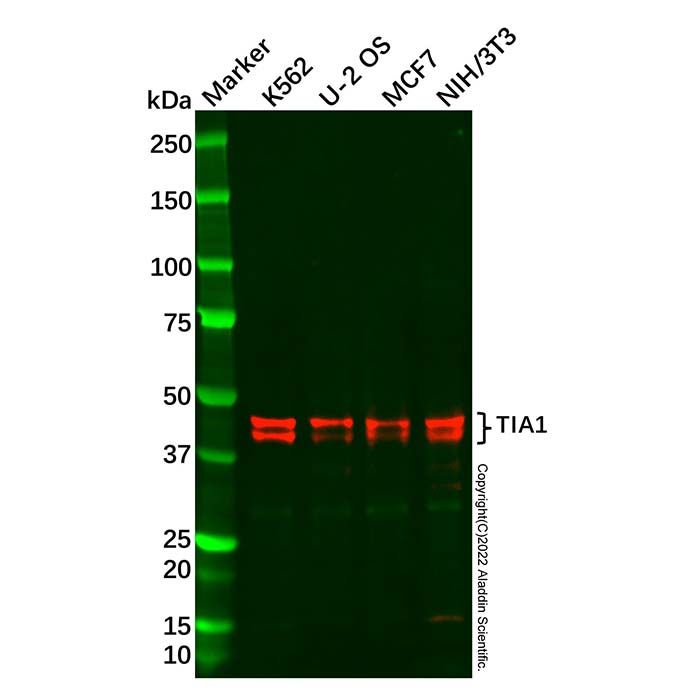 Recombinant TIA1 Antibody