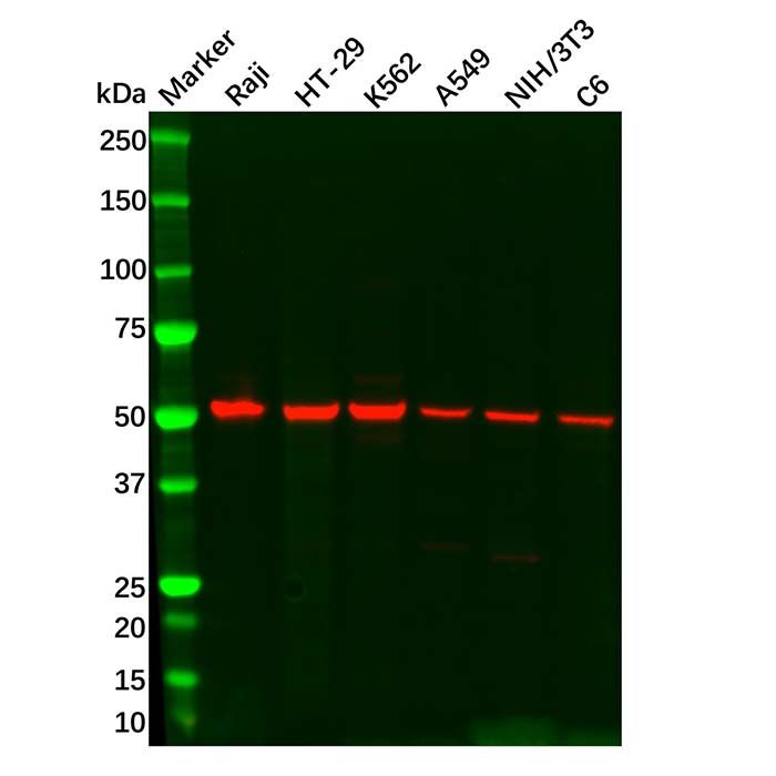 TIP49A Antibody