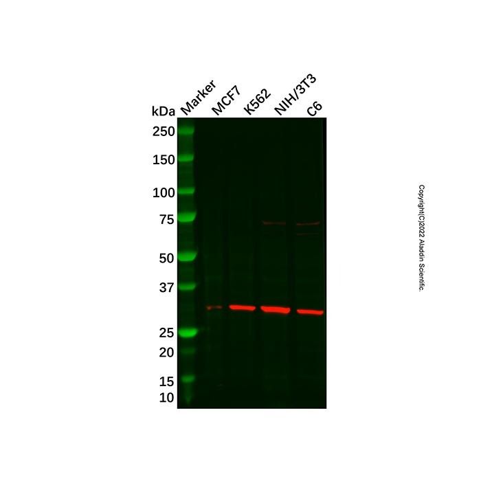 Tissue kallikrein Antibody