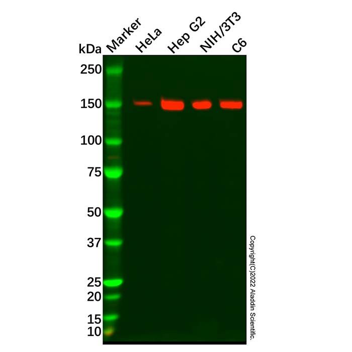 TLR8 Antibody