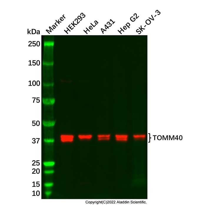 TOMM40 Antibody
